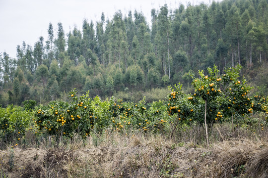 齐橙种植基地