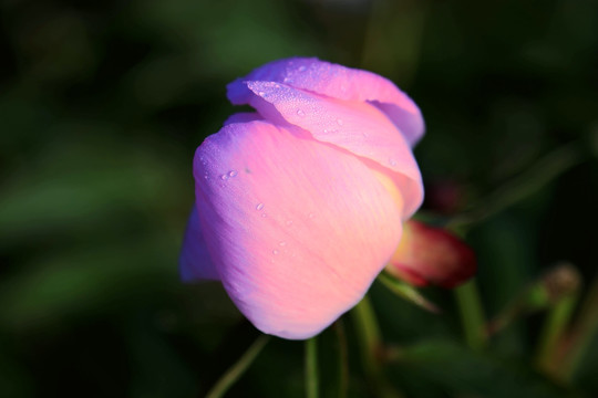 粉芍药花