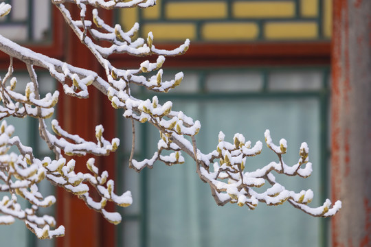 雪景