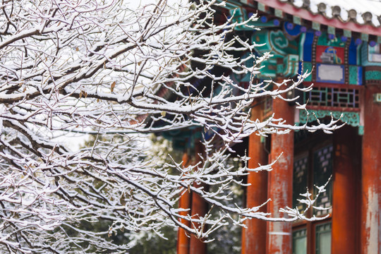 雪景