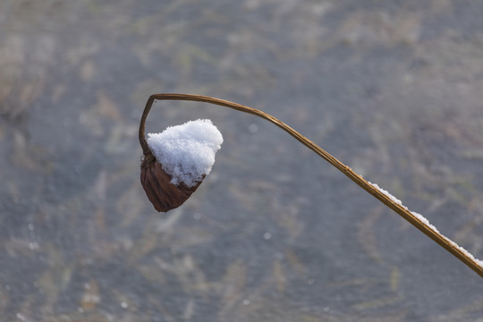 雪