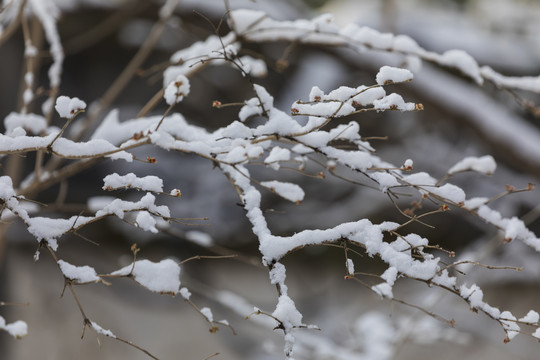 雪景