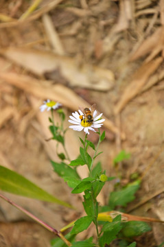 蜜蜂野花