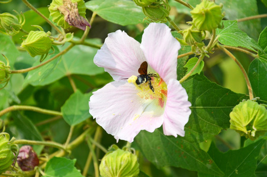 木芙蓉