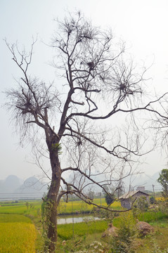 秋天枯树