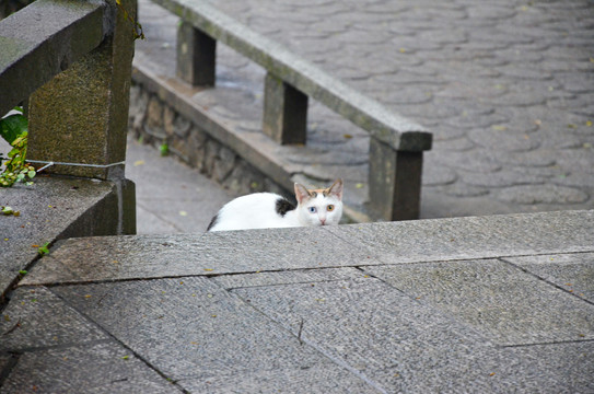 流浪猫