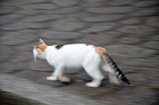 流浪猫