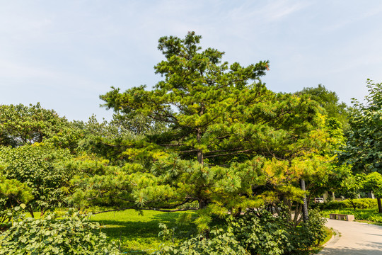 松树草地