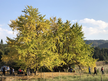 银杏树