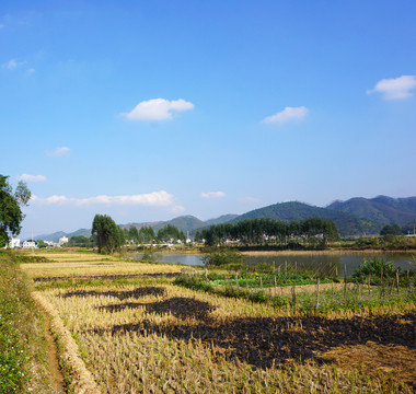 稻田风光