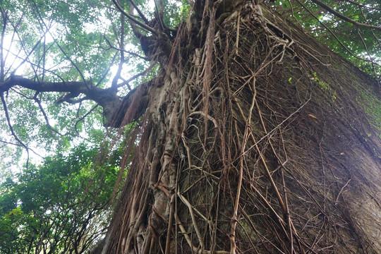 盘根错节的榕树根