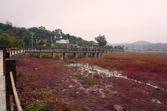 沼泽地