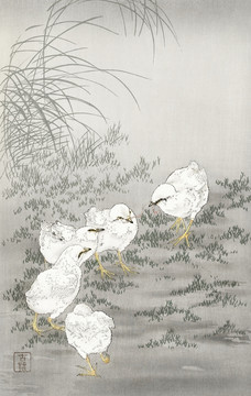 小原古村五只小雞