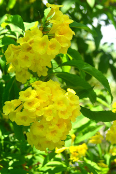开满黄色花朵的黄钟树