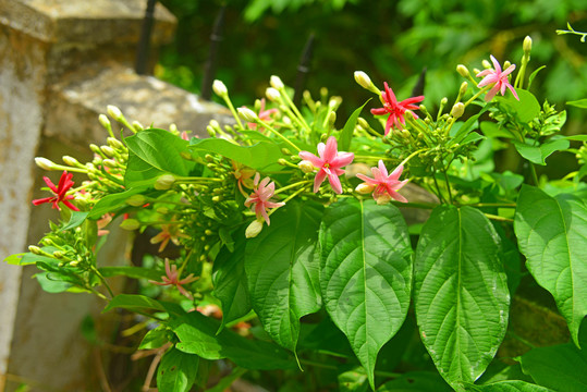 使君子植株及花