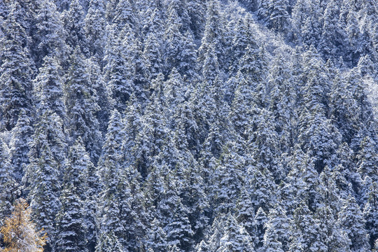 毕棚沟风景区雪松