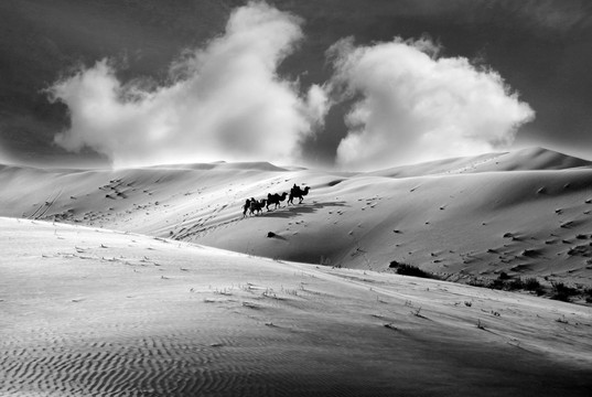 沙漠骆驼黑白摄影