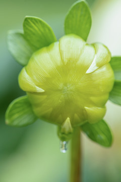 大丽花花咕嘟高清特写