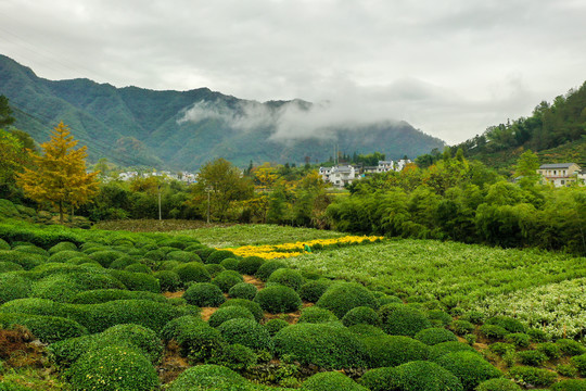 黄山茶山