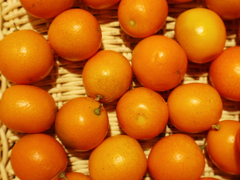 小金橘