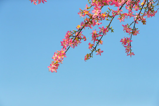 藍(lán)天下的粉紅木棉花