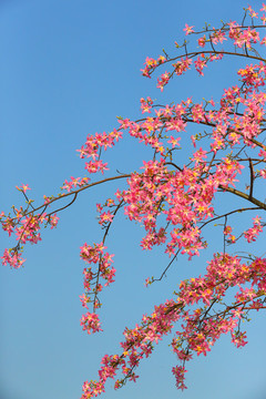 藍(lán)天下的粉紅木棉花