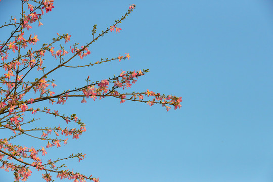 红花蓝天背景