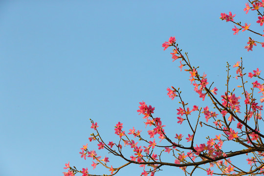 红花蓝天背景