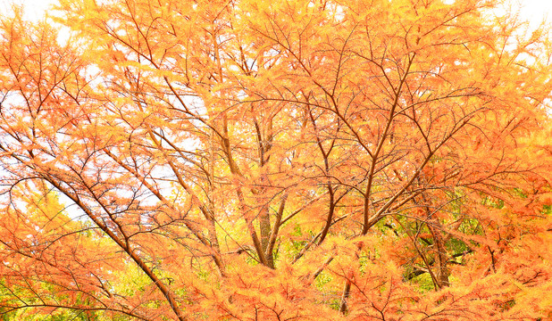 秋天松树
