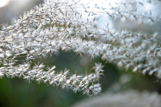 芒草