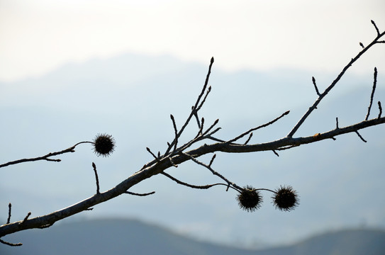 枫香树果实