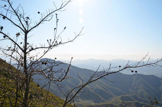 枫香树