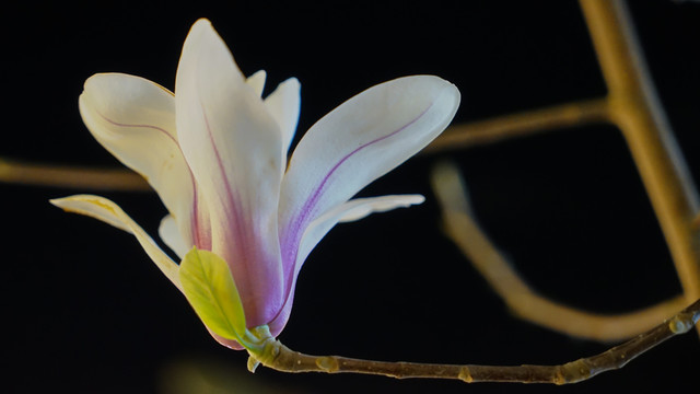 夜晚玉兰开花