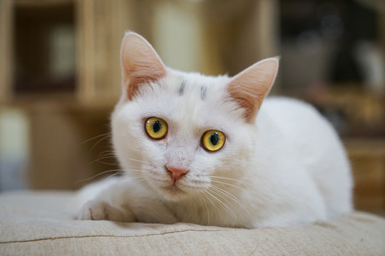 土耳其梵猫特写