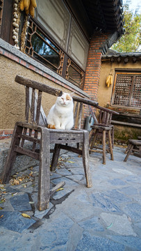 农村椅子上的猫