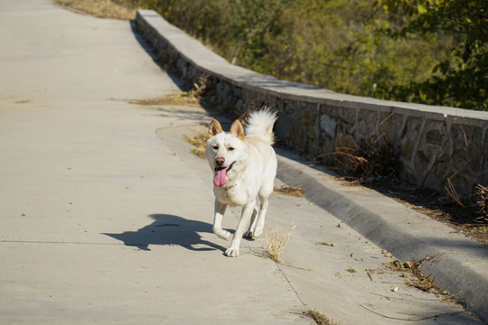 白狗走路农村