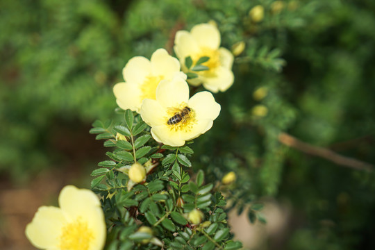 黄色花朵上的蜜蜂