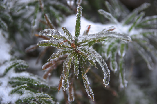 雪景