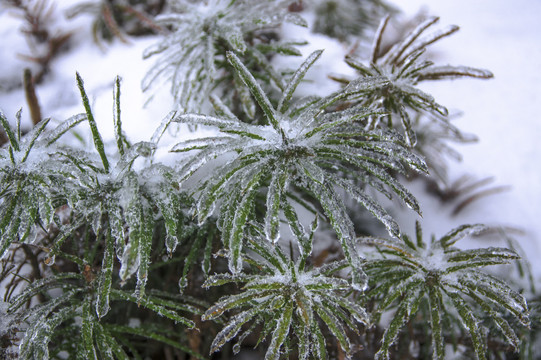 雪景