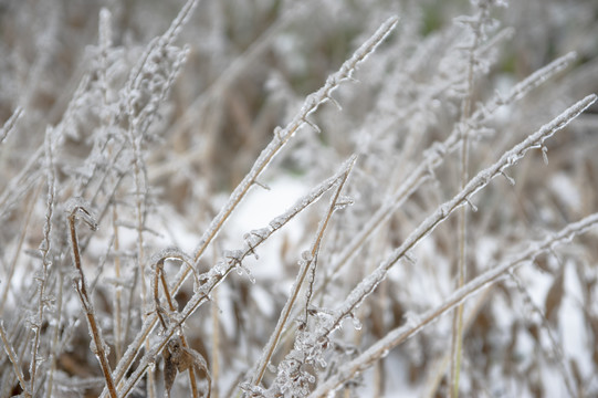 雪景