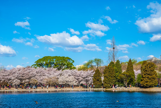 春天城市风景