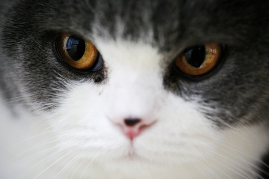 大眼睛猫脸特写