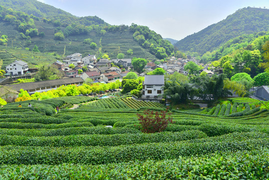 龙井茶园茶山茶田