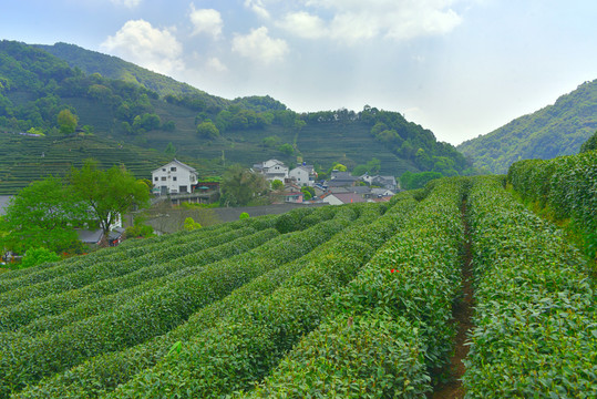 龙井茶园茶山