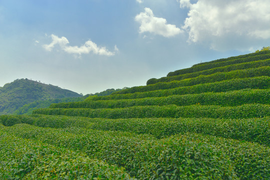 龙井茶园茶田