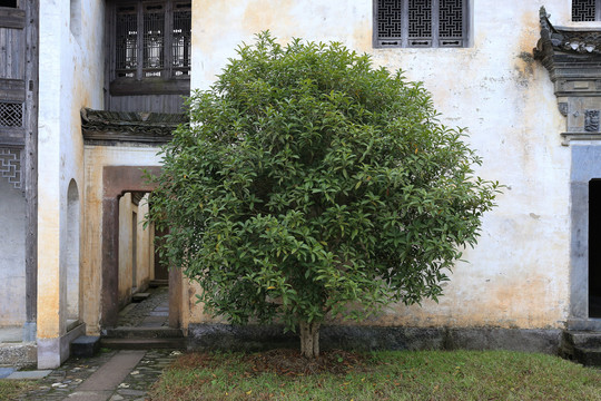 老院子里的桂花树