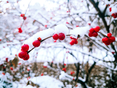 红色果实与雪