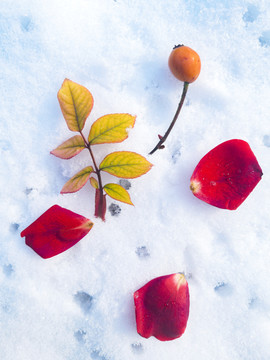 雪地上的花瓣