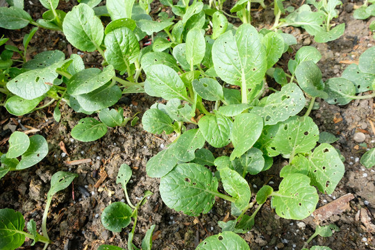 绿色种植蔬菜有机种植小苗