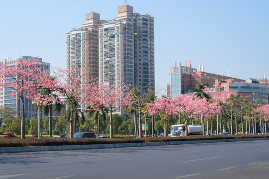 花都广场路边植物广州公路绿化